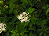 Cornus amomum, or silky dogwood flower close up