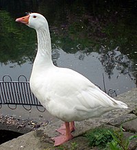 Wildlife in the park includes rabbits, ducks, swans and this domestic greylag goose. CorporationParkGoose.JPG