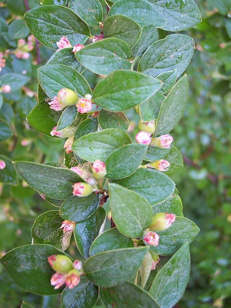 File:Cotoneaster franchetii.JPG