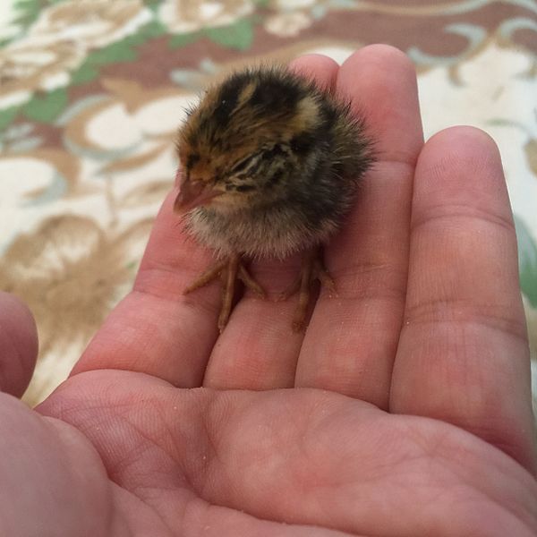 File:Coturnix japonica day 07.jpg