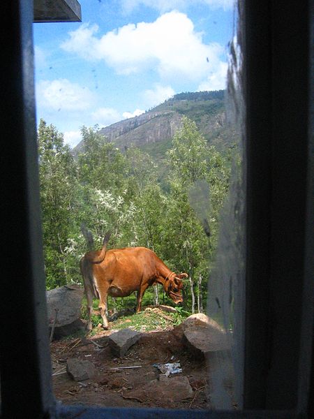 File:Cow grazing outside window.jpg