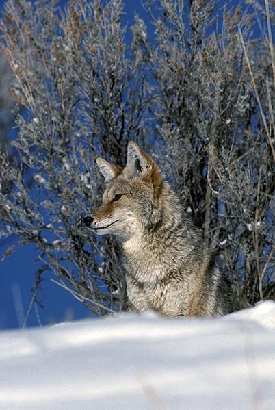 File:Coyote (heloderma suspectum) in snow (22736944730).jpg