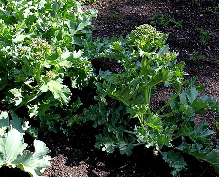 Crambe tataria