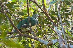 Cream-bellied Fruit Dove ssp merilli.jpg