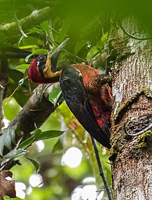 Crimson-bellied Woodpecker - Nusagandi - Panama (48431722217).jpg