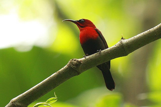 https://upload.wikimedia.org/wikipedia/commons/thumb/d/de/Crimson_Sunbird_North_Sulawesi.JPG/640px-Crimson_Sunbird_North_Sulawesi.JPG