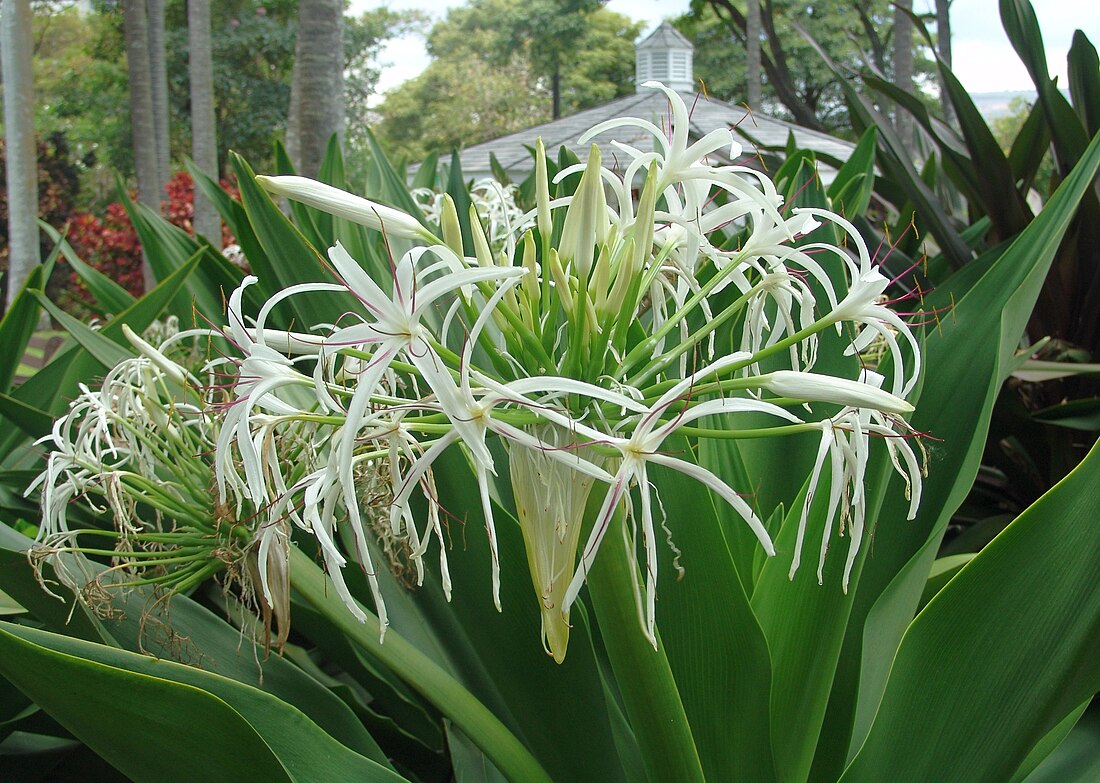 File:Crinum asiaticum (1).jpg