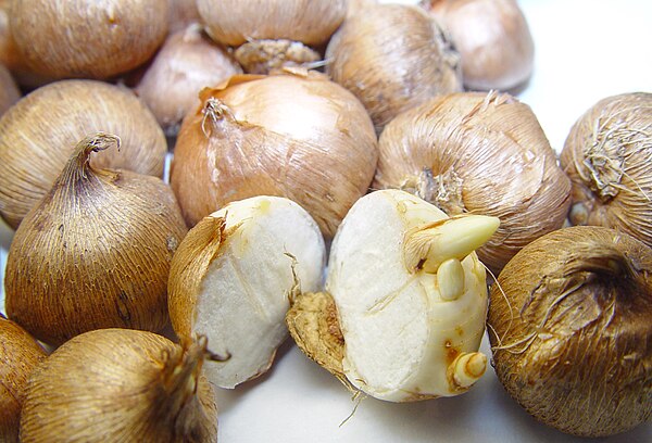 Corms with net-like papery tunic