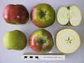 Cross section of Lady Henniker, National Fruit Collection (acc. 2000-056).jpg