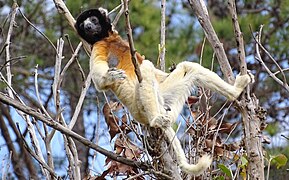 Crowned sifaka at Lemurs' Park