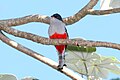 Cuban Trogon 2495231569.jpg