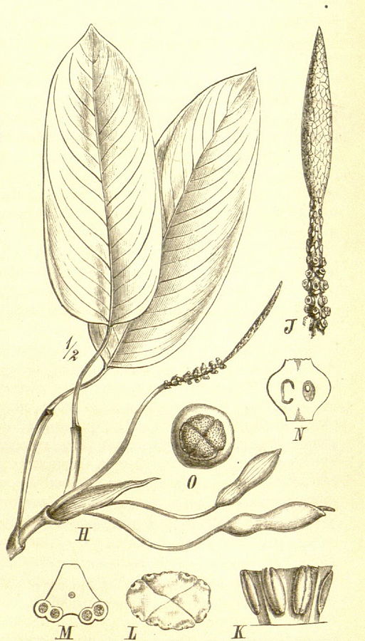 H-Ramulus florifer, spatha una remota J-Spadix K-Androeceum a latere visum L-Idem supra visum M-Stamen,transversaliter sectum N-Pistillum longitudinalter sectum O-Stigma