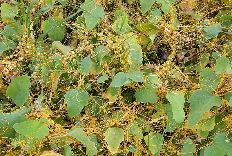 File:CuscutaCampestrisOnXanthium.jpg