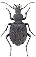 February 6: The ground beetle Cychrus tuberculatus.