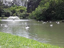 Lake at the Zoo of Rio Grande do Sul Cygnus melancoryphus, Parque Zoologico de Sapucaia do Sul, Brazil 1.jpg