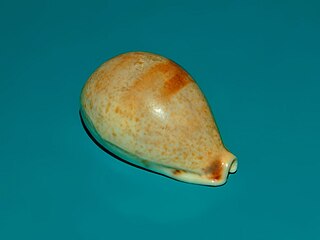 <i>Erronea pyriformis</i> species of mollusc