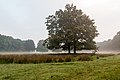* Nomination Wildpark in morning fog, Dülmen, North Rhine-Westphalia, Germany --XRay 04:16, 7 January 2016 (UTC) * Promotion  Support Good quality.--Agnes Monkelbaan 05:45, 7 January 2016 (UTC)