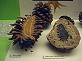 Cone cut in half (left), with cone of fossil Pinus species (right); Natural History Museum of Milan, Italy