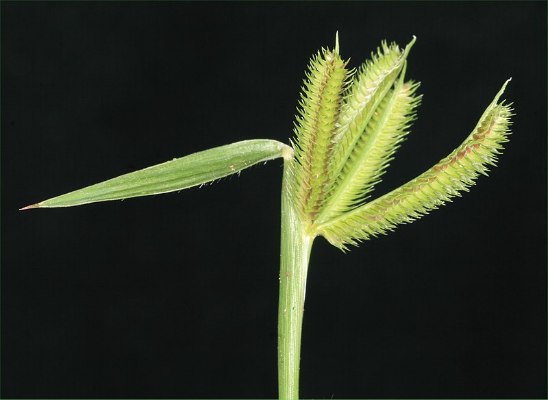 File:Dactyloctenium aegyptium (L.) Willd. (AM AK302082-3).jpg