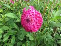 Dahlia 'Robert Too'