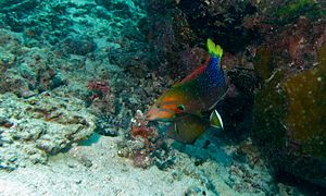 Macho adulto junto a Sufflamen chrysopterum