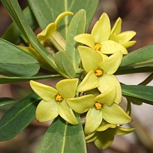 Daphne pseudomezereum (çiçek s2) .JPG