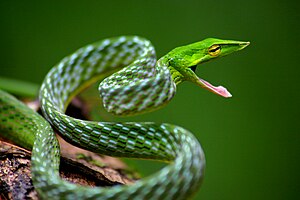 Culebra de látigo de nariz (Ahaetulla nasuta)