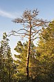 Dead Aleppo Pine, Sète.jpg