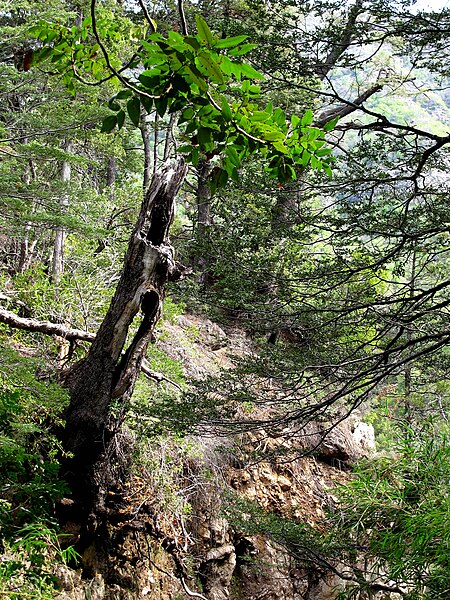 File:Dead tree (15345179532).jpg