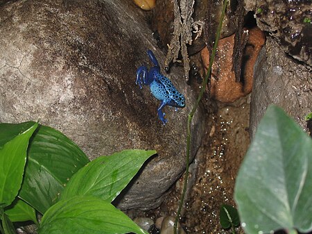 Fail:Dendrobates azureus at Baltimore Aquarium.JPG