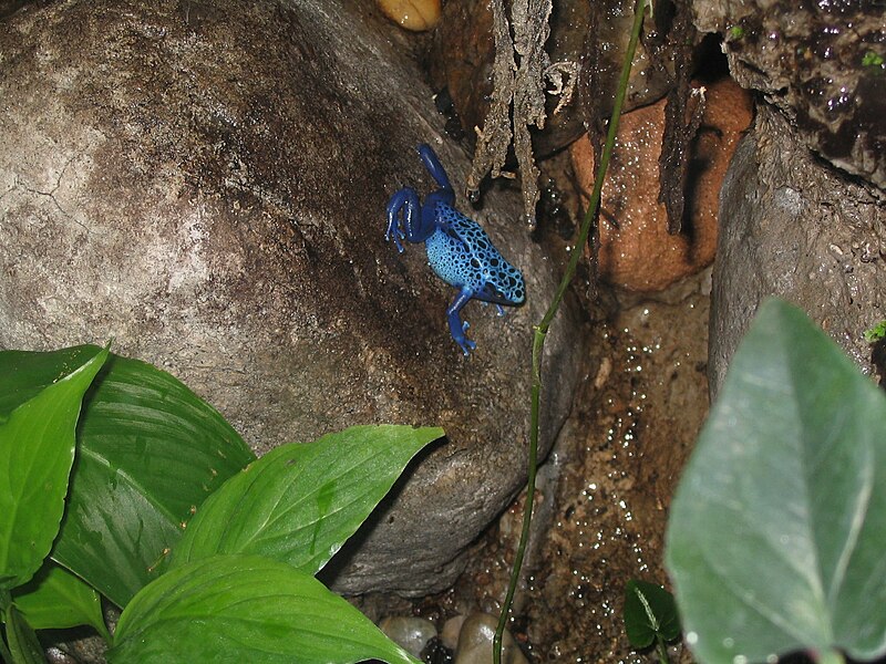 File:Dendrobates azureus at Baltimore Aquarium.JPG