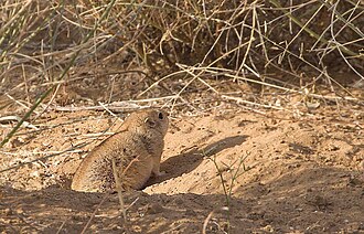 Desert jird found at Desert National Park, Jaisalmer, Rajasthan Desert Jird Desert NP Jaisalmer.jpg