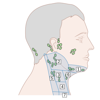 File:Diagram showing the areas of lymph nodes in the head and neck CRUK 292.svg