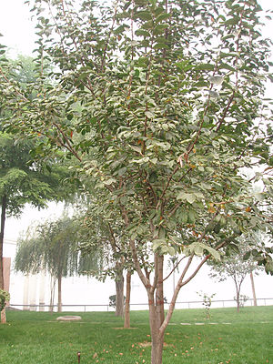 감나무（Diospyros kaki L.f.）