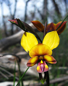 Diuris magnifica - فلیکر 002.jpg