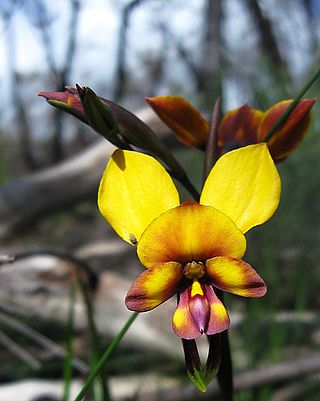 <i>Diuris magnifica</i> Species of orchid