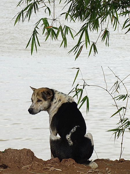 File:Dog at Riverside - Mekong River - Kampong Cham - Cambodia (48328951942).jpg