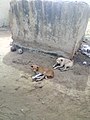 Dogs_Keeping_Watch_of_a_compound