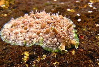 <i>Dolabrifera brazieri</i> Species of gastropod