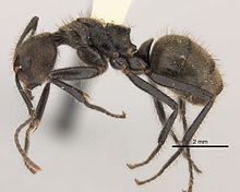 Dolichoderus bidens casent0217392 профиль 1.jpg