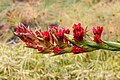 * Nomination Inflorescence of a Giant spear lily, Doryanthes palmeri, habitus; Santa Catarina Park, Funchal --Llez 04:30, 22 April 2020 (UTC) * Promotion  Support Good quality. --Ermell 05:13, 22 April 2020 (UTC)