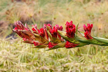 Doryanthes palmeri Inflorescence