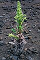 Dubautia-silversword hybrid in Haleakalā Crater