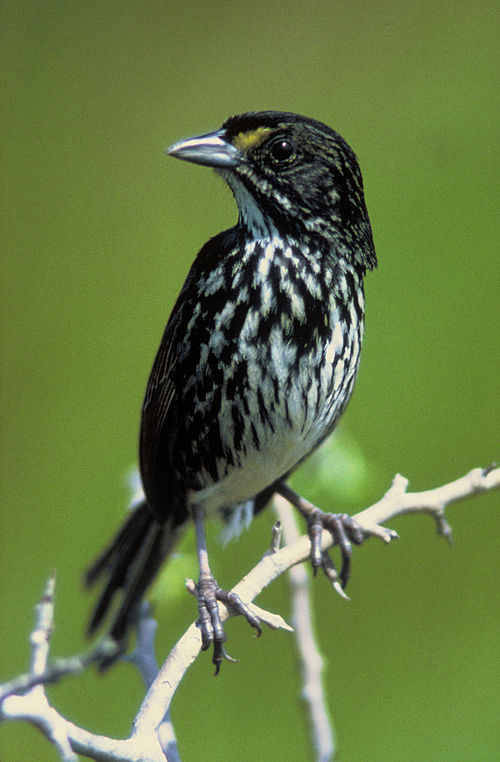 A dusky seaside sparrow (Ammodramus maritimus nigrescens), officially declared extinct in 1990.