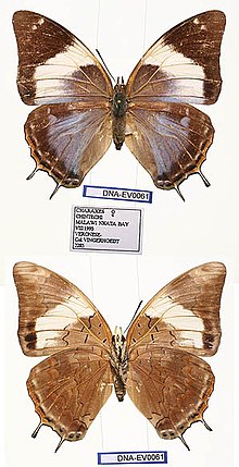 EV-0061 Charaxes chintechi (3666507660).jpg