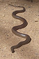 The widespread and common eastern brown snake is one of Australia's most venomous elapids. Fast moving and aggressive if threatened, it is responsible for more than half of the country's fatal bites.[38][69]
