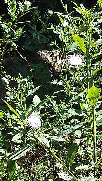 File:Eastern Tiger Swallowtail butterfly Eno River Hillsborough NC 103235 (30643776740).jpg