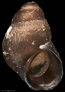 <i>Eatoniella notalabia</i> Species of gastropod
