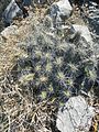 Echinocereus pentalophus ssp. pentalophus (5699620507).jpg