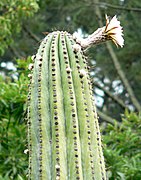 Echinopsis terscheckii